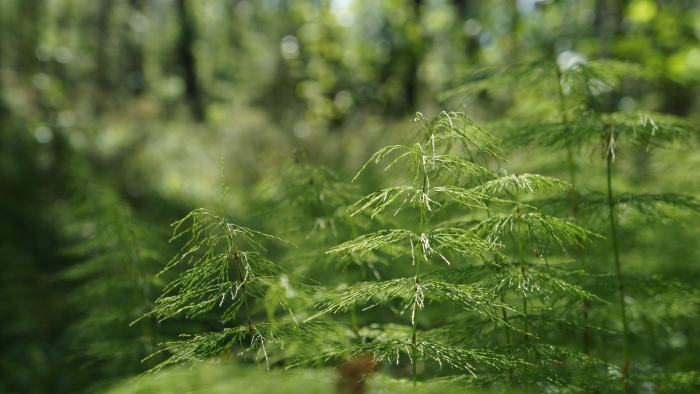 Equisetum sylvaticum