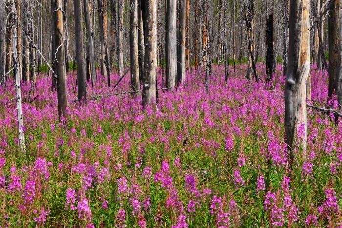 Лесные травы