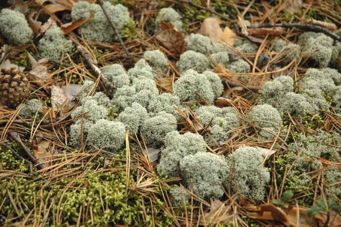 Лишайник кладония лесная