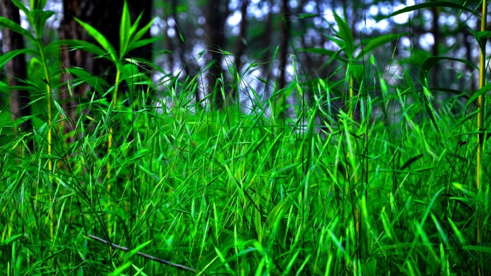 Трава лесная