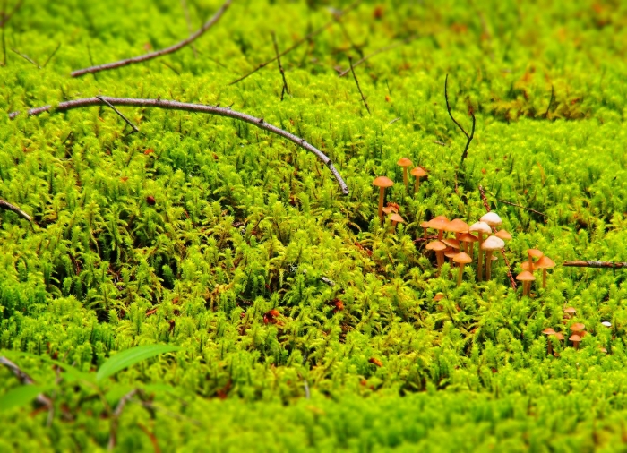 Поляны сфагнума