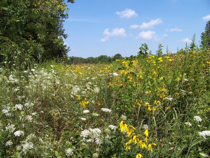 Tallgrass prairie