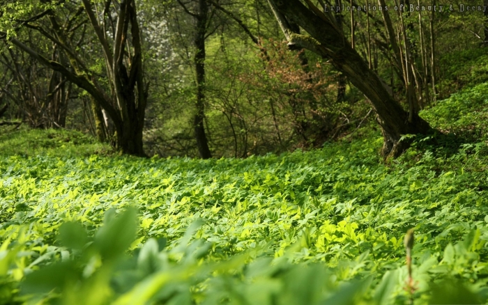 Полянка в лесу