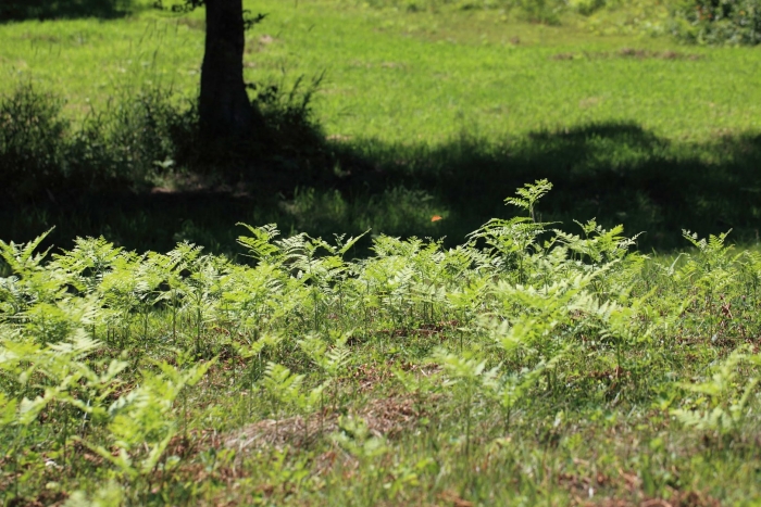 Серные леса растительность