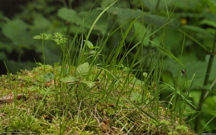 Осока лесная carex sylvatica