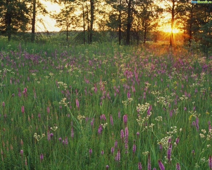 Растения орловского полесья
