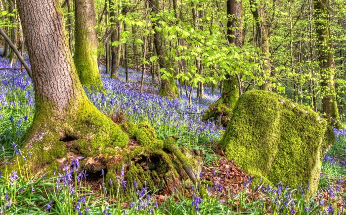 Bluebell forest