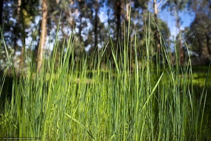 Мятлик болотный