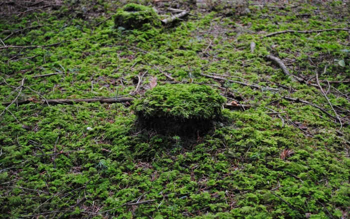 Кунашир замшелый лес