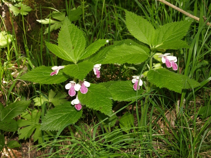 Galeopsis speciosa