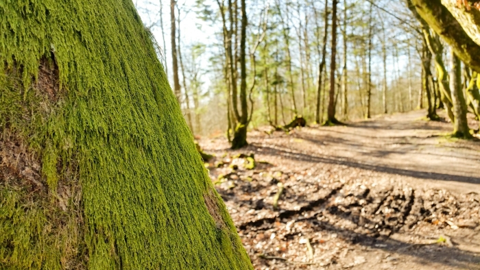 Ствол дерево