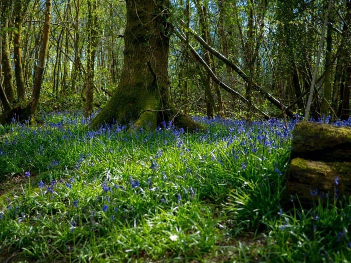 Лесная трава