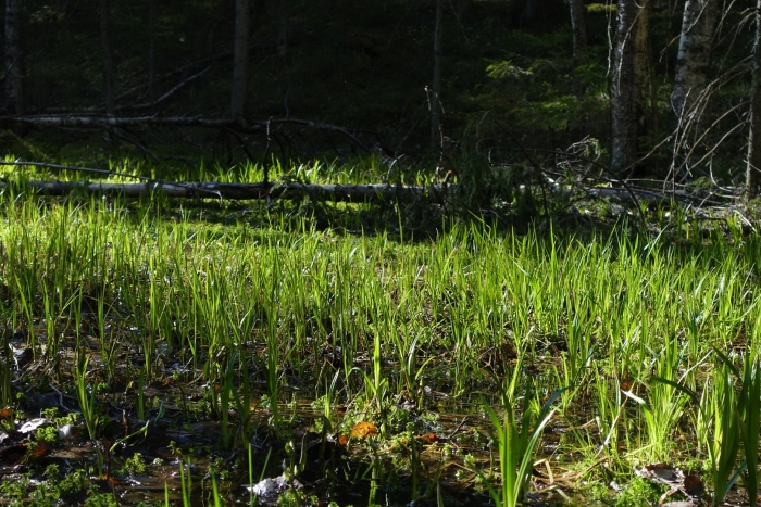 Болото трясина топь