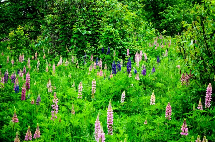 Люпин многолистный рассела