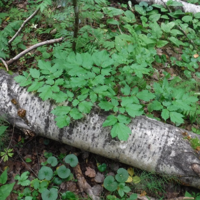 Воронец колосистый