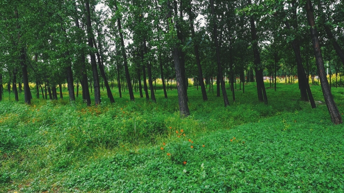 Широколиственный лес дубрава