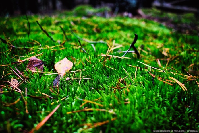 Живой напочвенный покров