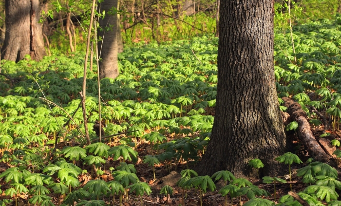 Podophyllum peltatum