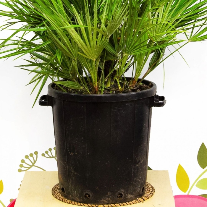 Хамеропс пальма