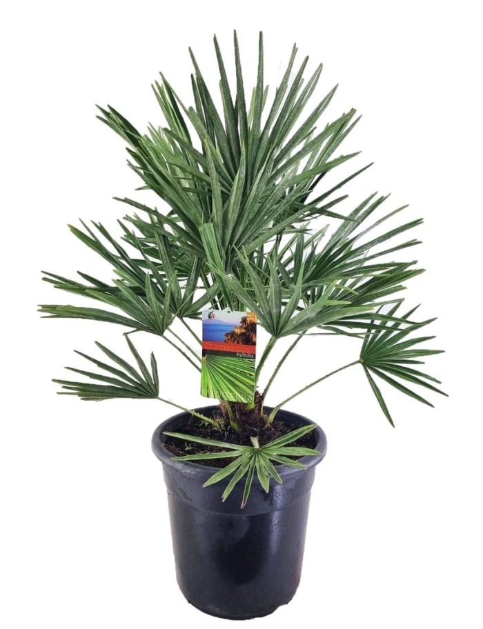 Пальма трахикарпус фортуна