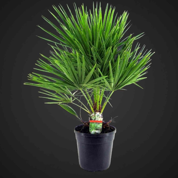 Бутия пальма комнатная