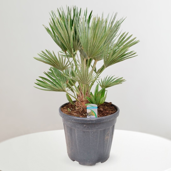 Хамеропс низкий