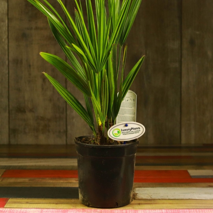 Вашингтония робуста