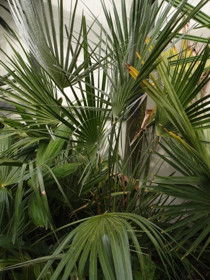 Трахикарпус веерная пальма