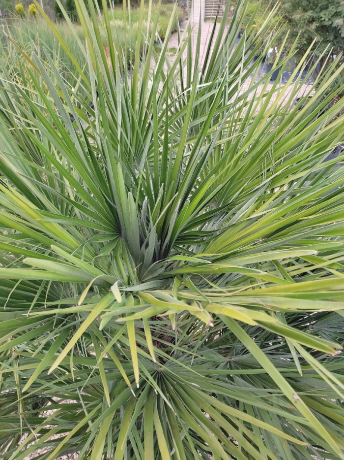 Сабаль пальметто