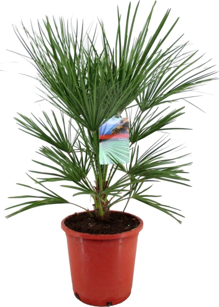 Хамеропс хумилис