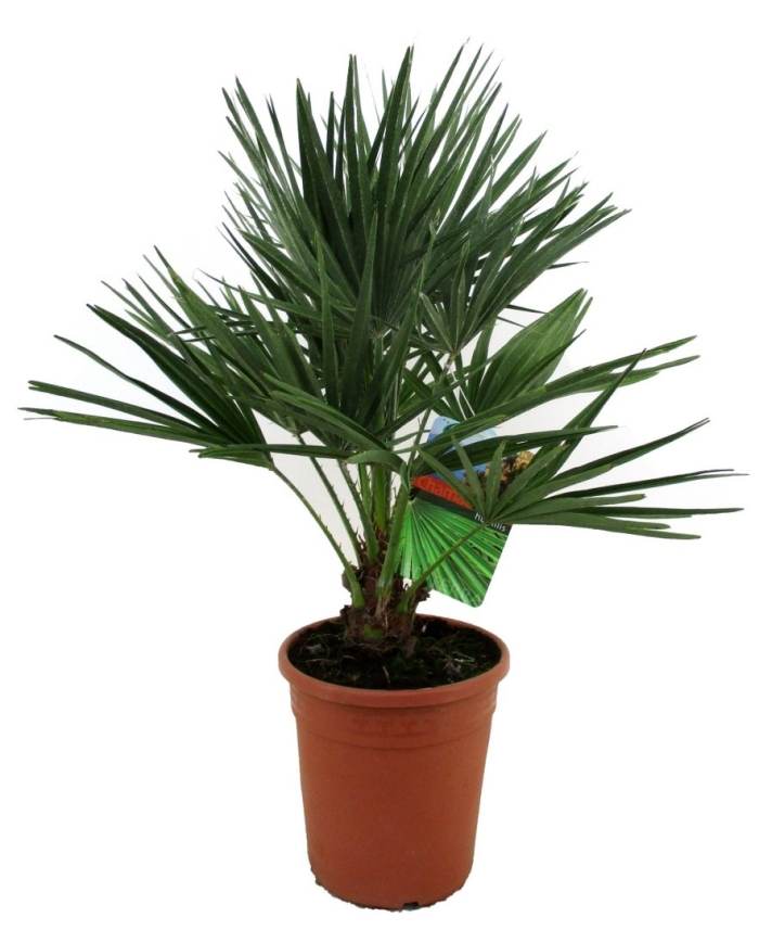 Хамеропс хумилис