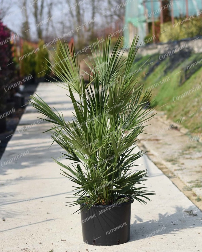 Хамеропс приземистый