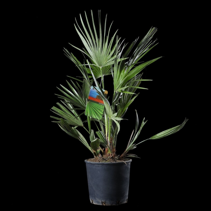 Пальма вашингтония филифера