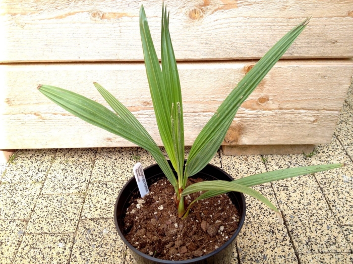 Финиковая пальма вашингтония