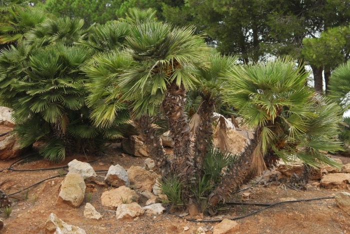 Пальма трахикарпус (trachycarpus)