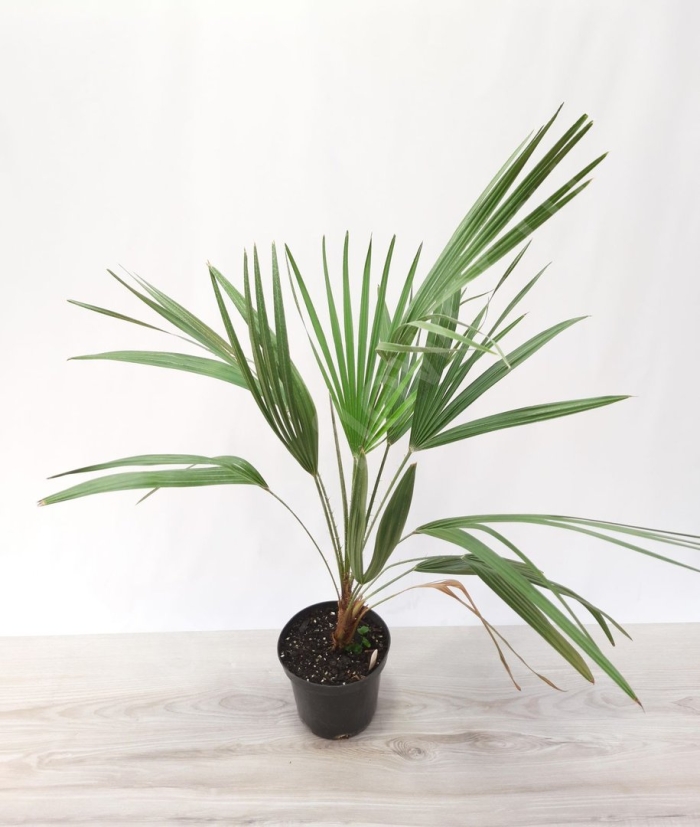 Веерная пальма хамеропс