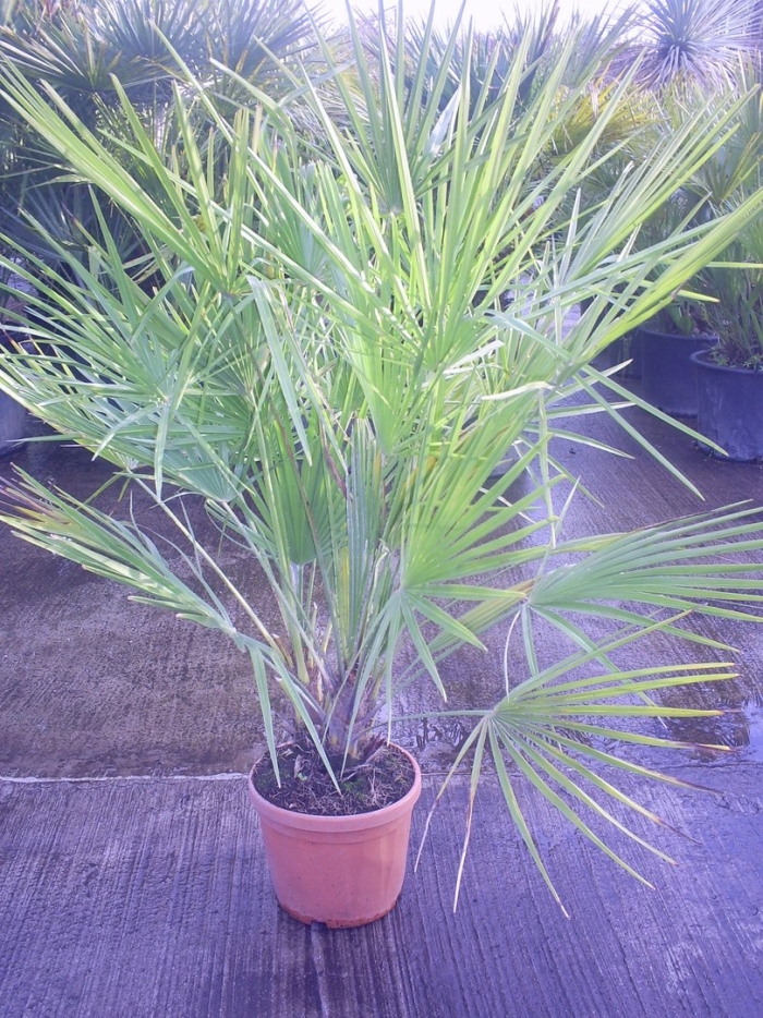 Пальма веерная трахикарпус форчуна