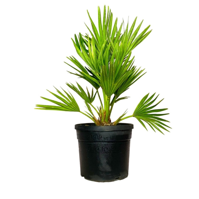 Хамеропс хумилис