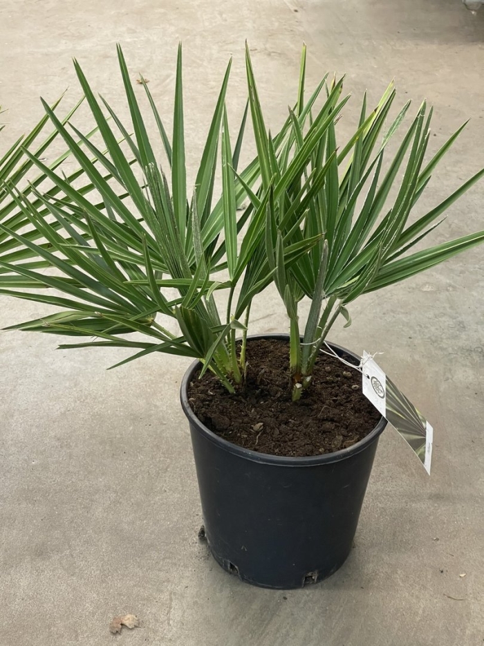 Хамеропс хумилис