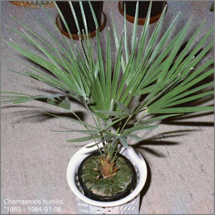 Пальма трахикарпус форчуна