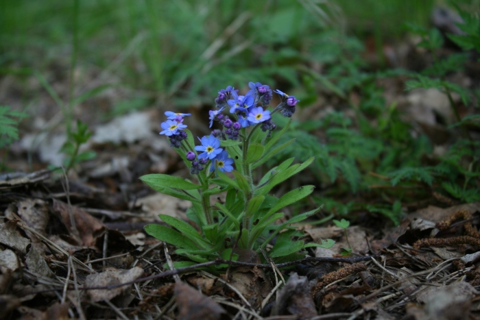 Незабудка лесная myosotis sylvatica