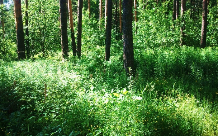 Травянистый покров смешанного леса