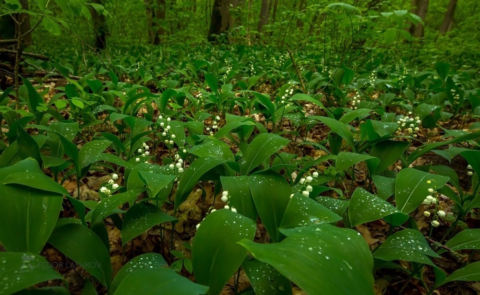 Ландыш майский поляна
