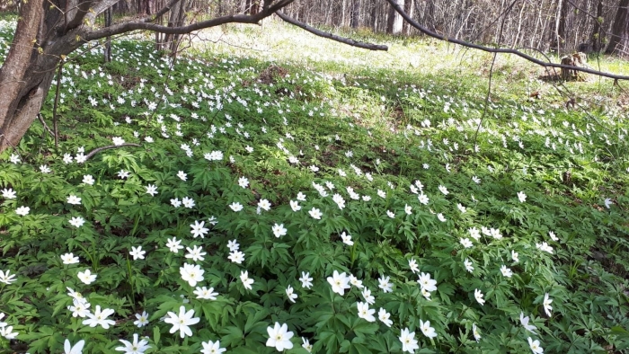 Подснежник ветреница лесная