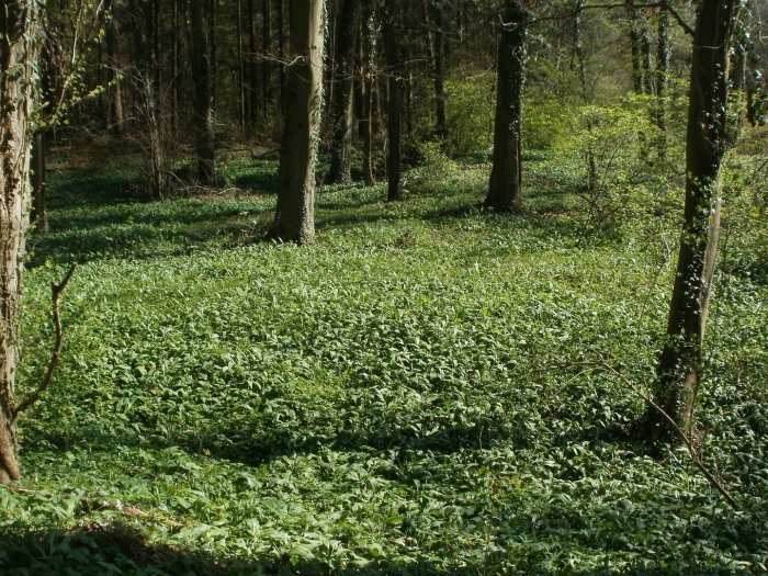 Лесные травы