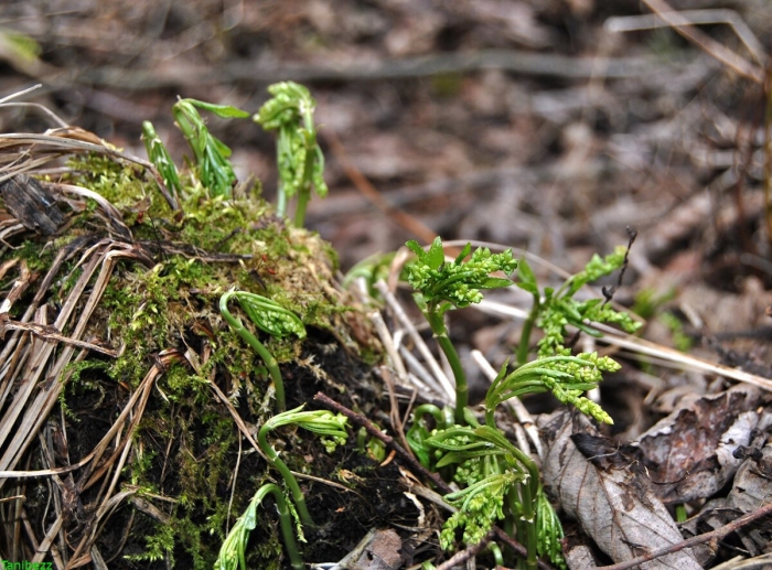 Живой напочвенный покров