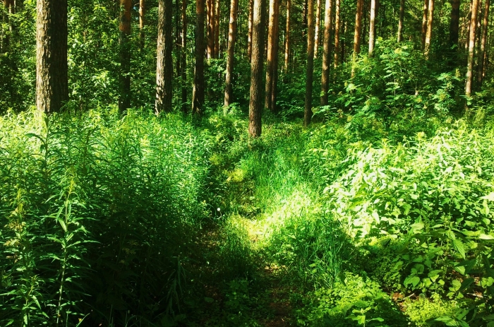 Лесная трава