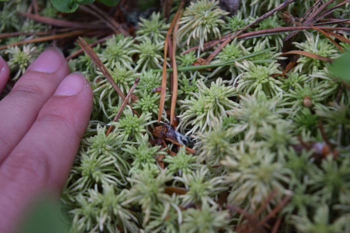 Мох сфагнум