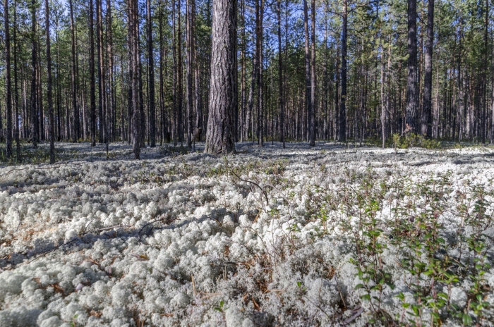Беломошник ягель
