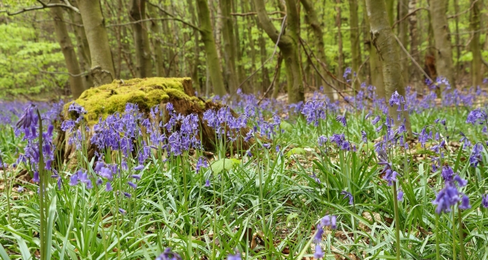 Весенние цветы в лесу